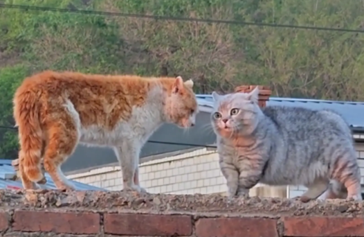 家猫挑衅村里散养的橘猫,因家猫太萌气势全无 家猫挑衅村里散养的橘猫,因家猫太萌气势全无