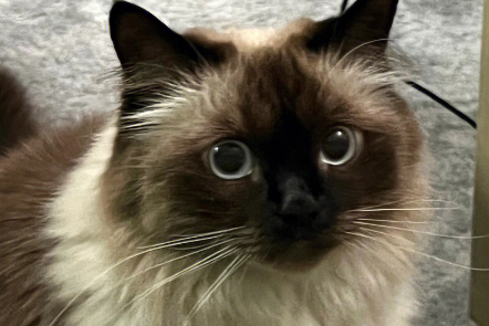 巴厘猫：从不被重视到如今的优雅猫王