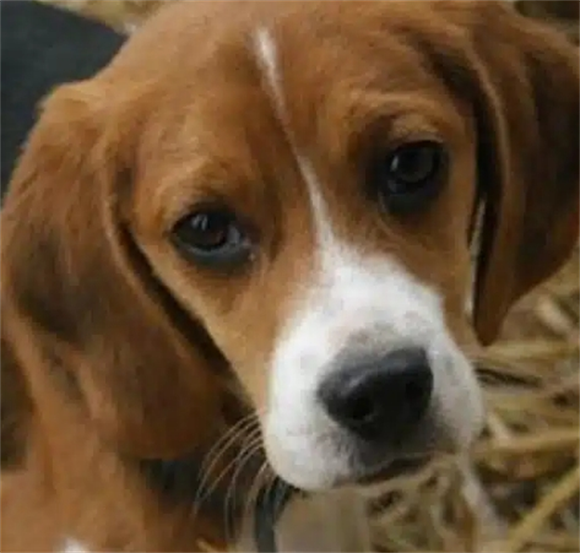 比格犬能长多大?一文了解狗狗成长 “密码” 比格犬能长多大?一文了解狗狗成长 “密码”
