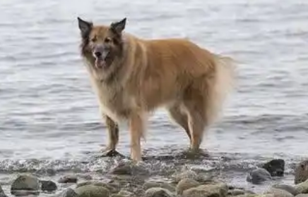 比利时坦比连犬如何社交