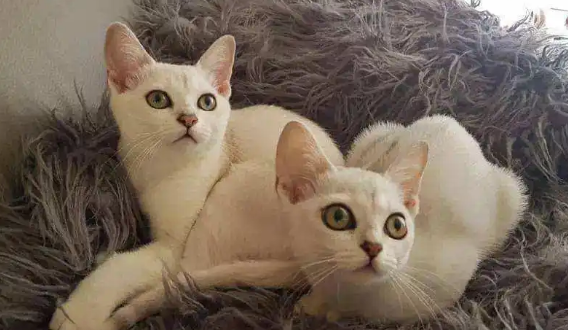 波米拉猫：外貌与性格的完美结合！