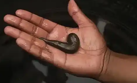 河北哪里有养殖水蛭的 河北哪里有养殖水蛭的