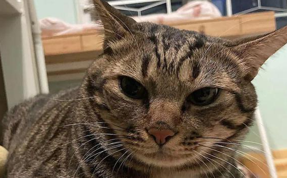 猫的世界也有侏儒症？茶杯猫：可爱外表背后的血腥悲剧