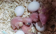 虎皮鹦鹉什么季节下蛋
