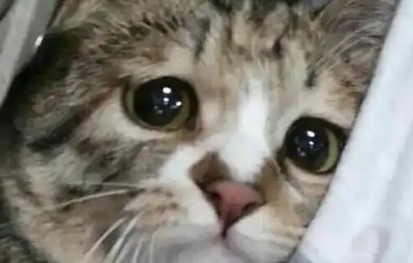 茶杯猫及其背后的人类伦理问题