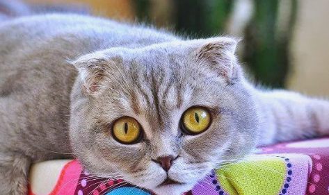 苏格兰折耳猫:一种具有独特特征的猫种 苏格兰折耳猫:一种具有独特特征的猫种