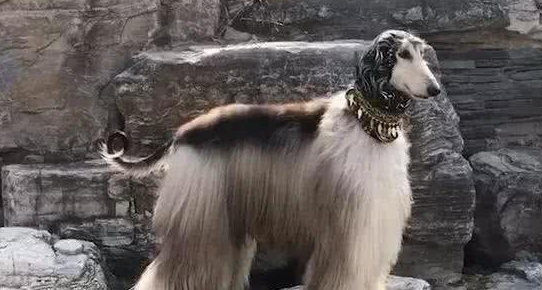 时尚界的宠儿—阿富汗猎犬，你见过吗？