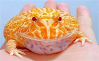 角蛙饲养环境指南,全面来袭!