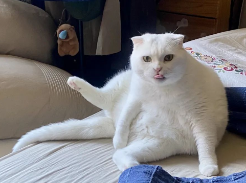 慕奥超感豆腐猫砂，开不做臭喵儿