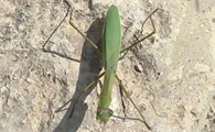 螳螂别名叫什么