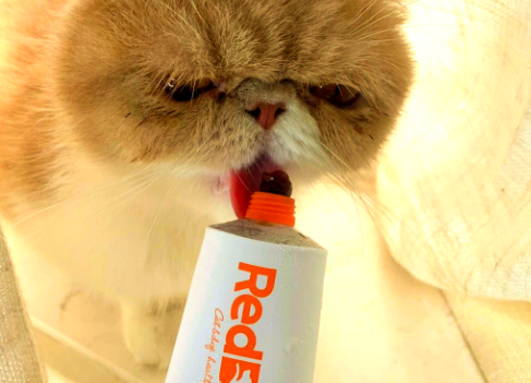红狗化毛膏真的让猫咪不再吐毛球啦~