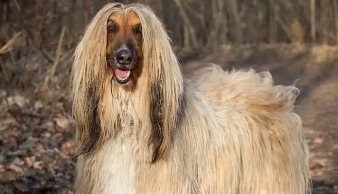 阿富汗猎犬价格为什么差这么多，一起来看看！