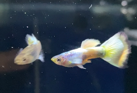 孔雀鱼浮在水面上的原因,哪个才是“真凶” 孔雀鱼浮在水面上的原因,哪个才是“真凶”