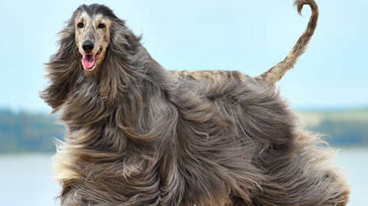介绍一种长相独特的猎犬——阿富汗猎犬