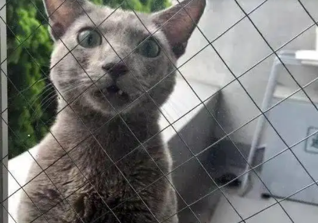 猫咪被主人关门外,表情让人笑喷:快给本喵开门 猫咪被主人关门外,表情让人笑喷:快给本喵开门