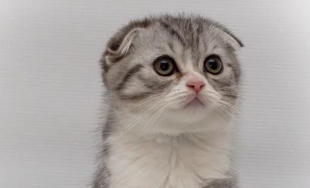 苏格兰猫：家庭中的甜蜜伴侣