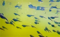 蝌蚪的特征是什么