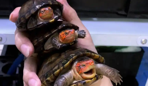 红面蛋龟降价，白唇泥龟紧随其后
