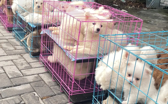 宠物消费纠纷投诉增多,消费者买宠物需注意 宠物消费纠纷投诉增多,消费者买宠物需注意