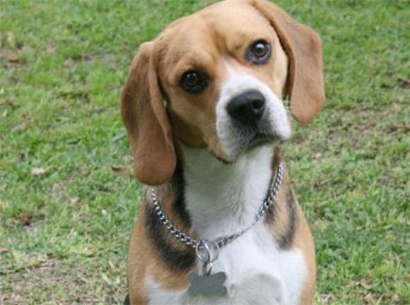 比格犬智商高不高？排名第几？真相大揭秘