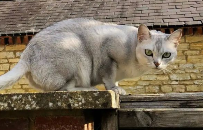 波米拉猫和银渐层哪个贵?市场价是多少? 波米拉猫和银渐层哪个贵?市场价是多少?