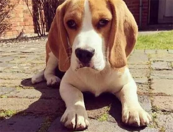 养宠必看！这5个优点让比格犬成为了实验犬