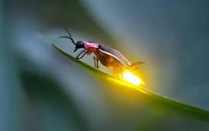 萤火虫哪儿发光 萤火虫哪儿发光