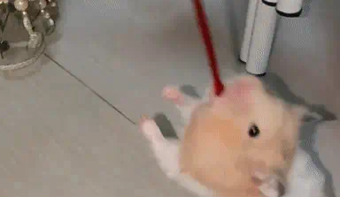 仓鼠把丝带塞进嘴里,女子给扯了出来。网友:魔术鼠 仓鼠把丝带塞进嘴里,女子给扯了出来。网友:魔术鼠