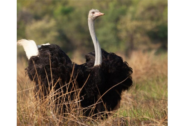 小鸵鸟苗多少一只钱 小鸵鸟苗多少一只钱