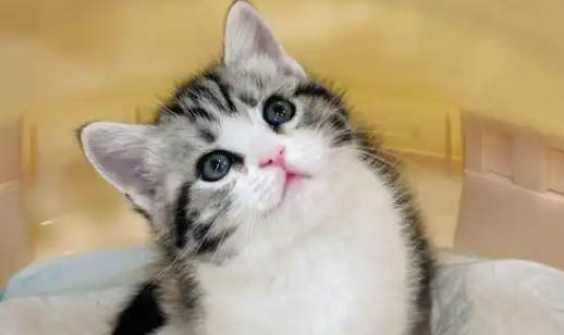 苏格兰折耳猫的品种特性与科学养护 苏格兰折耳猫的品种特性与科学养护