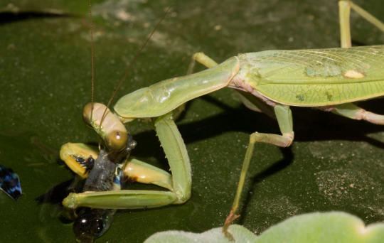螳螂吃千足虫吗
