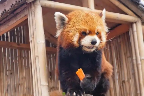 小熊猫只有中国才有的吗