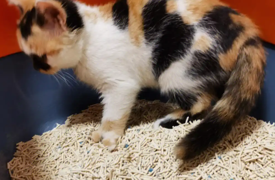 慕奥猫砂最建议买吗 慕奥猫砂最建议买吗