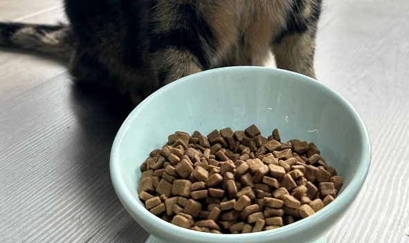 鲜粮说的烘焙猫粮：值得一试吗？