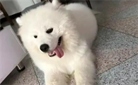 小狗呕吐清水怎么办
