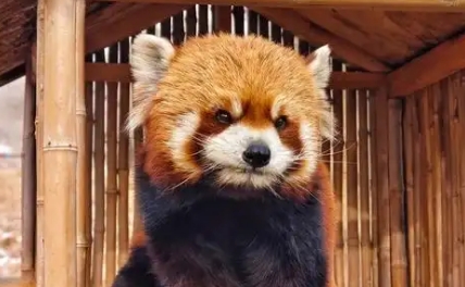 北京动物园有小熊猫吗?动物