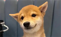 狗狗一次可以吃多少鱼粉