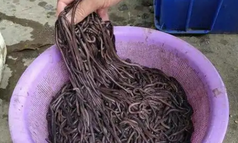 黑蚯蚓怎么挂钩