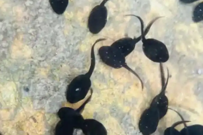 蓝蝌蚪多少钱一盒