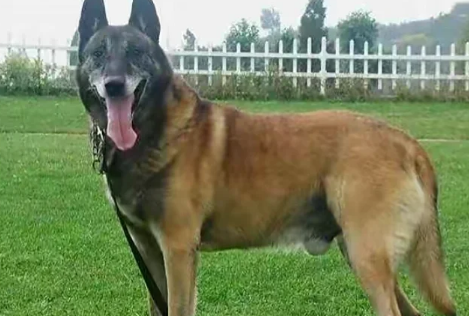 如何挑选纯种比利时坦比连犬? 如何挑选纯种比利时坦比连犬?