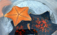 海星含胆固醇高吗