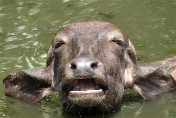 水牛厉害吗