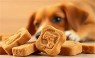 0-3个月幼犬训练用什么零食