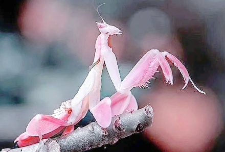 兰花螳螂颜色变化