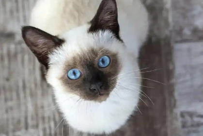 探索猫猫世界：巴厘猫的独特魅力