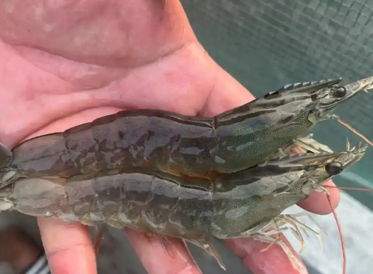 进口龙虾关税多少