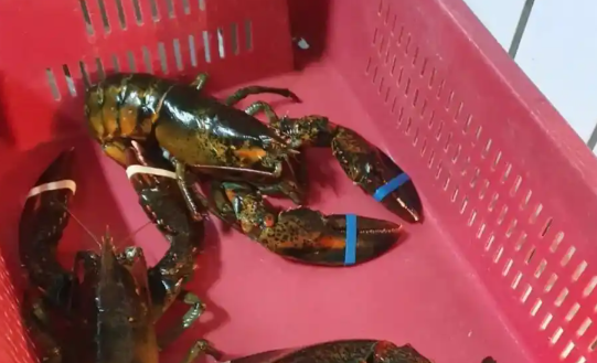 4kg龙虾多少钱