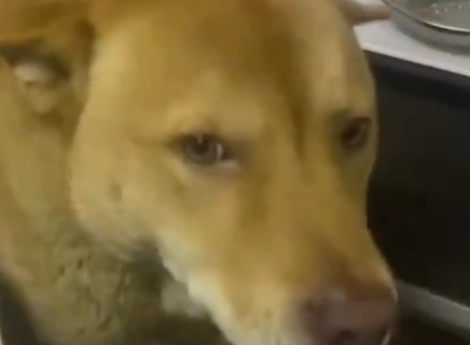 女子睡了一天,狗子饿坏了,将女子叫醒。狗:我准备去炒俩菜,你吃吗…… 女子睡了一天,狗子饿坏了,将女子叫醒。狗:我准备去炒俩菜,你吃吗……