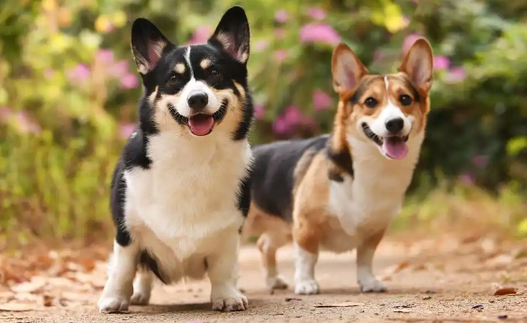 威尔斯柯基犬为什么要断尾巴?揭开断尾的争议真相 威尔斯柯基犬为什么要断尾巴?揭开断尾的争议真相