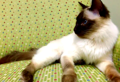 探秘迷人的长毛猫：巴厘猫的起源与独特魅力